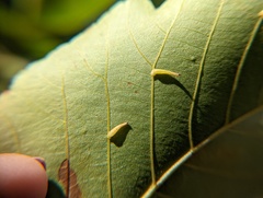 Caryomyia inclinata