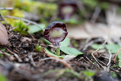 Corybas diemenicus