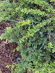 Cotoneaster horizontalis