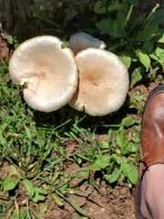 Neolentinus lepideus