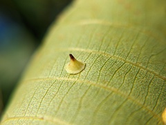 Caryomyia sanguinolenta