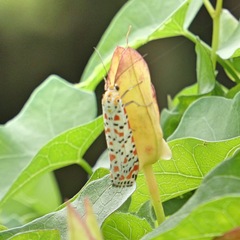 Utetheisa pulchella