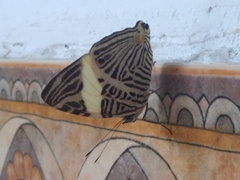 Colobura dirce