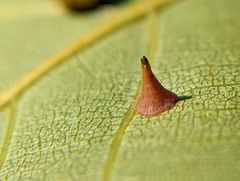 Caryomyia sanguinolenta