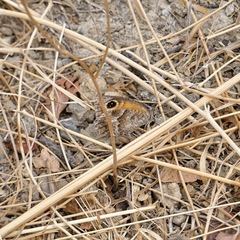 Pyronia cecilia