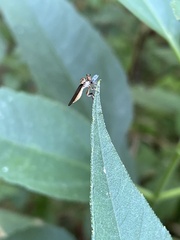 Holcocephala
