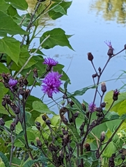 Vernonia noveboracensis