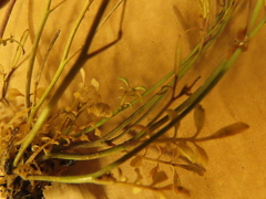 Cardamine hirsuta