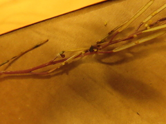 Cardamine hirsuta