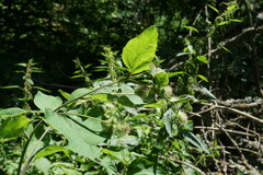 Arctium nemorosum