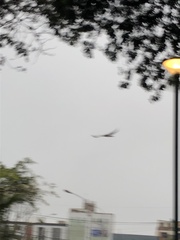 Parabuteo unicinctus