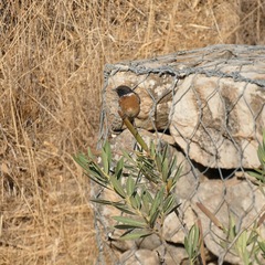 Saxicola rubicola
