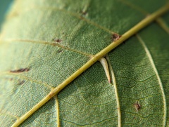 Caryomyia inclinata