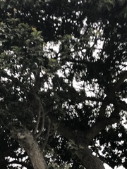 Parabuteo unicinctus