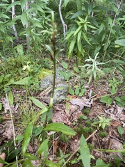 Platanthera