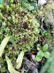 Mniaceae