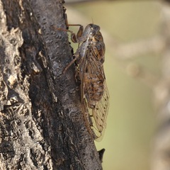 Cicada barbara