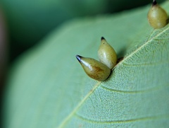 Caryomyia caryaecola