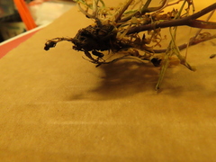 Cardamine hirsuta