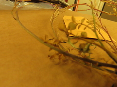 Cardamine hirsuta