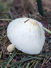 Leucocoprinus cepistipes