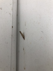 Fissicrambus mutabilis