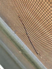 Emesaya brevipennis