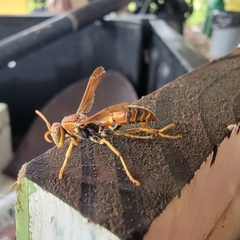 Polistes dorsalis dorsalis