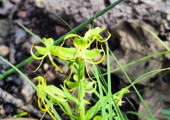 Habenaria jaliscana