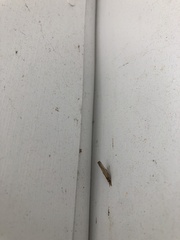Fissicrambus mutabilis