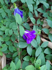 Clitoria ternatea