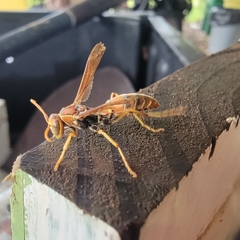 Polistes dorsalis dorsalis
