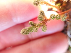 Kelleria dieffenbachii