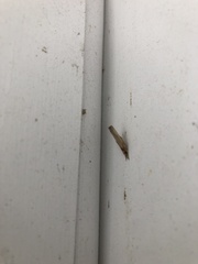 Fissicrambus mutabilis