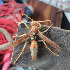 Polistes dorsalis dorsalis
