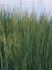 Sporobolus alterniflorus