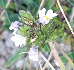 Euphrasia officinalis