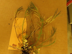 Cardamine hirsuta