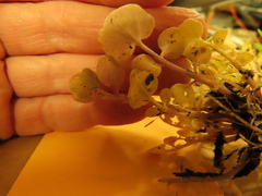 Cardamine hirsuta