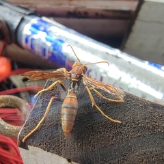Polistes dorsalis dorsalis
