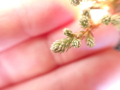Kelleria dieffenbachii