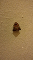 Scoliopteryx libatrix