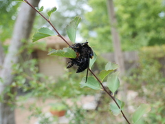 Mallophora leschenaulti