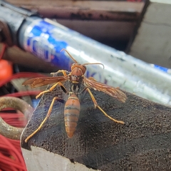 Polistes dorsalis dorsalis
