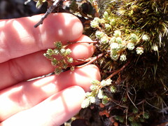 Kelleria dieffenbachii