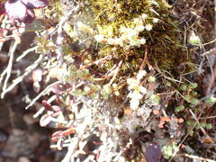 Kelleria dieffenbachii