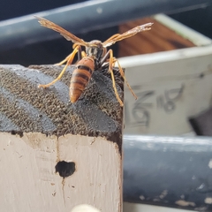 Polistes dorsalis dorsalis