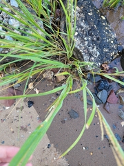 Sporobolus alterniflorus