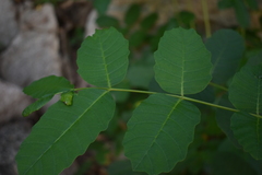 Comocladia macrophylla