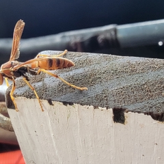 Polistes dorsalis dorsalis